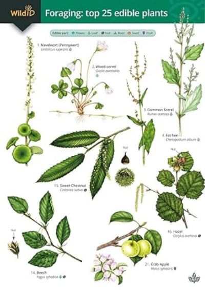 Guide to Foraging